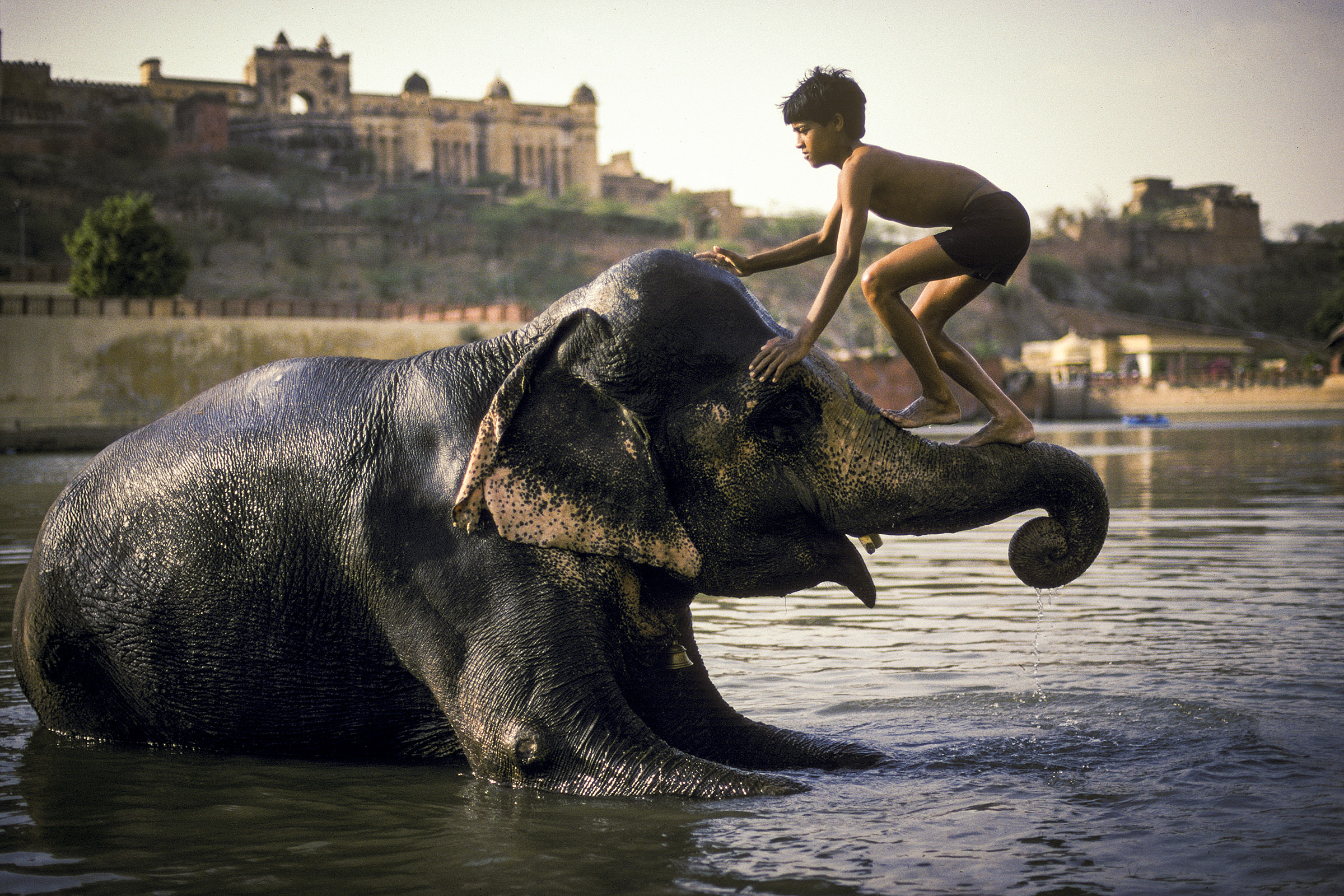 A mahoot tends to his elephant at dusk in the shadow of the Amber Fort, Rajasthan